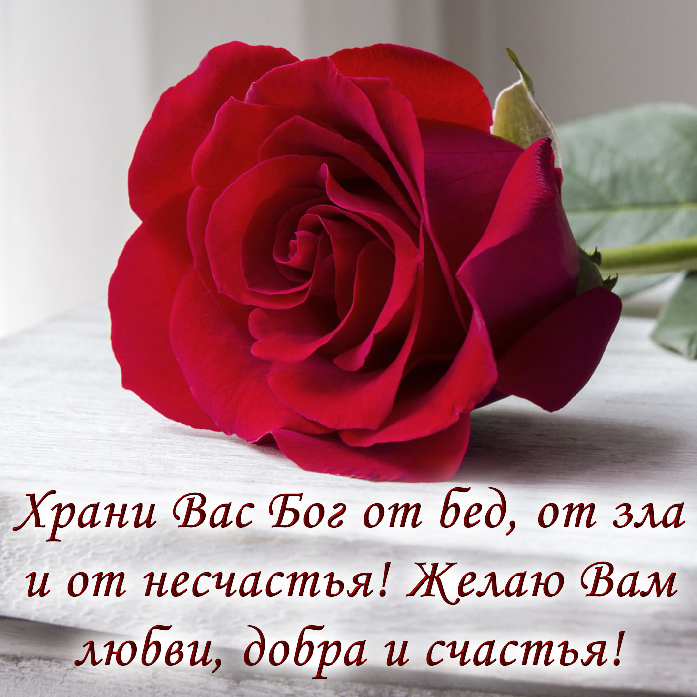 Поздравления В Стихах Роза