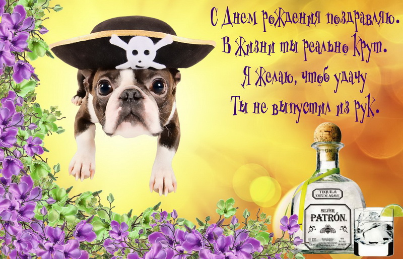 Открытка с Днём рождения - собачка в шапке пирата и пожелание