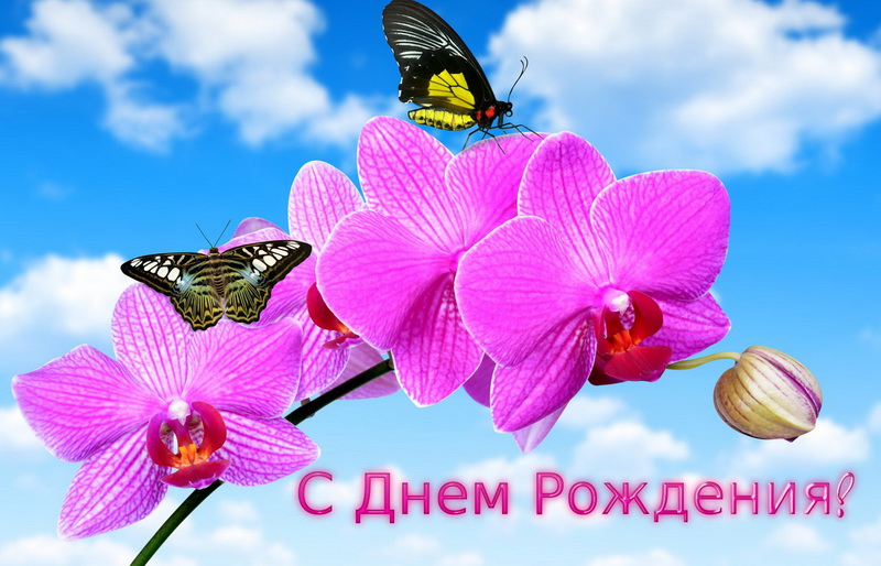 С днем рождения, розовые цветы, бабочки, небо