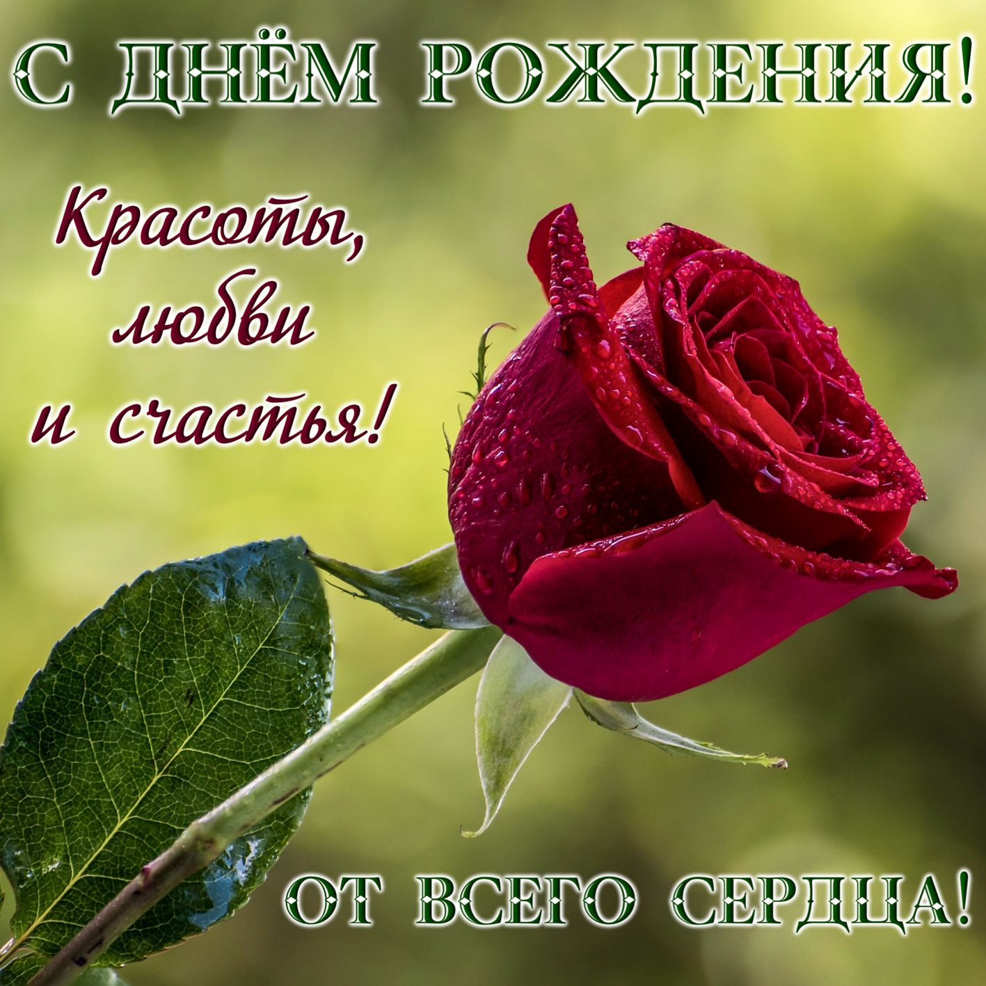 Открытка на День рождения - большая красная роза в капельках росы