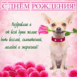 Милый песик с розой на День рождения девушке