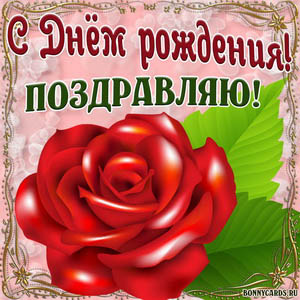 Огромная красная роза на картинке женщине на День рождения