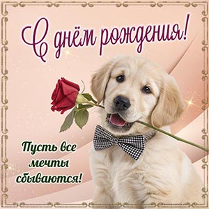 Собака с цветком и милое поздравление с днём рождения