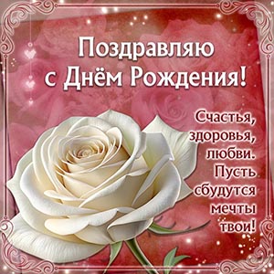 Великолепная картинка с белой розочкой для женщины