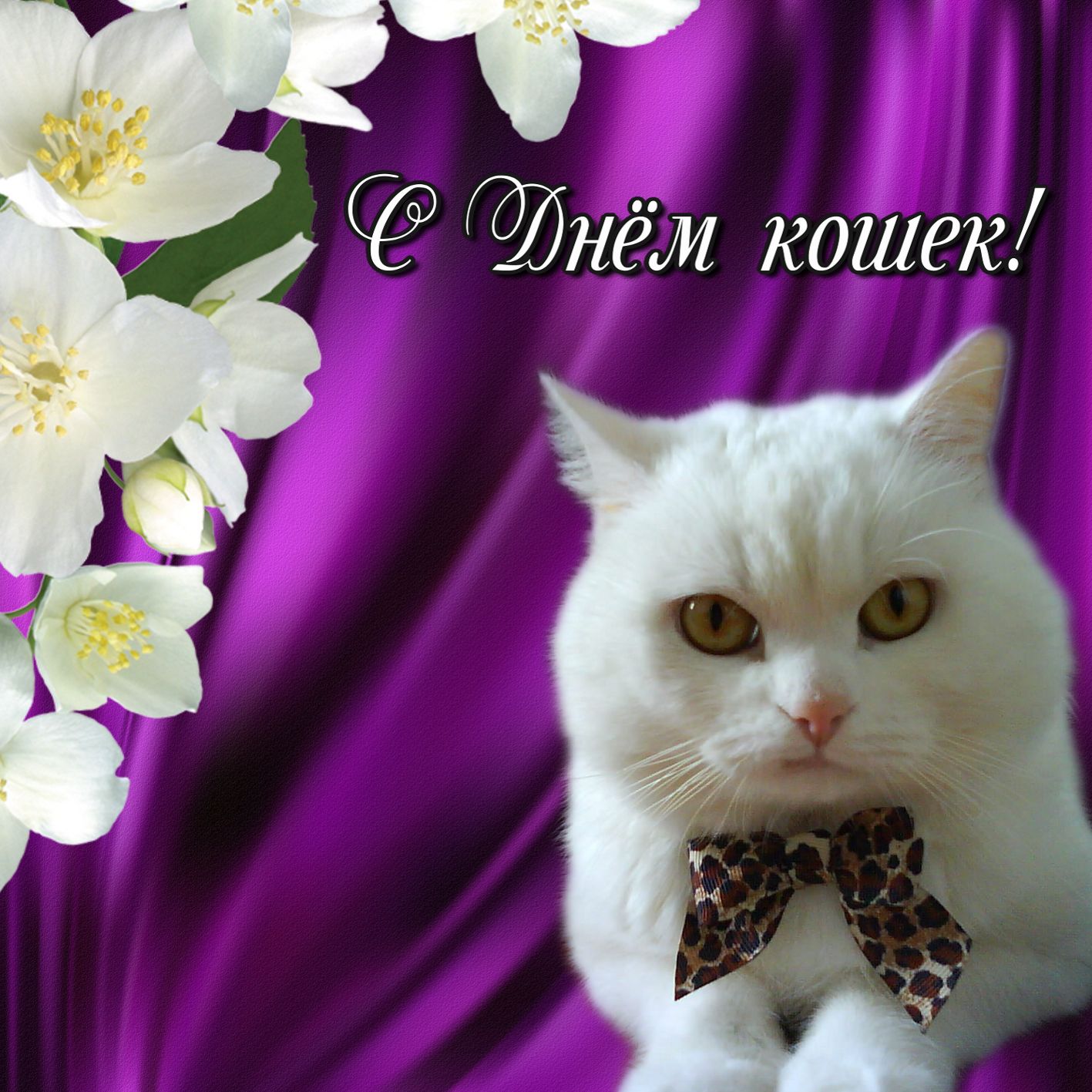 Открытка на День кошек - белый котик на фиолетовом фоне