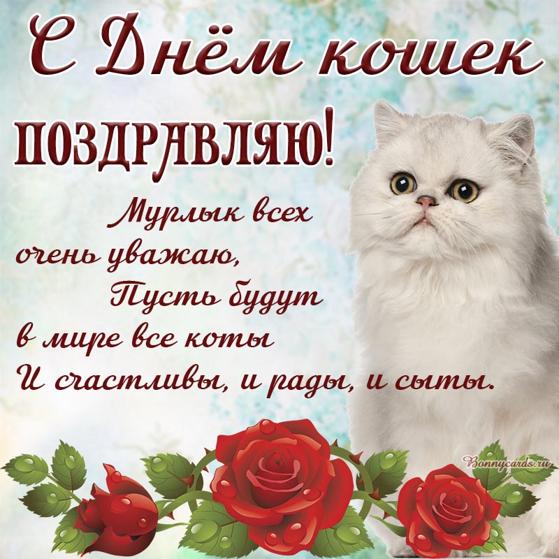 Открытка - поздравление в стихах с Днём кошек с белым котом