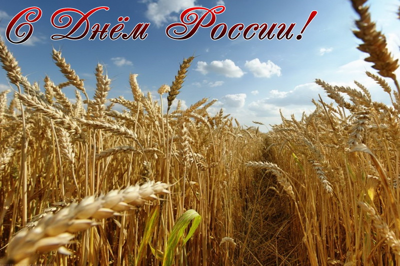 Открытка с Днём России, пшеница, поле