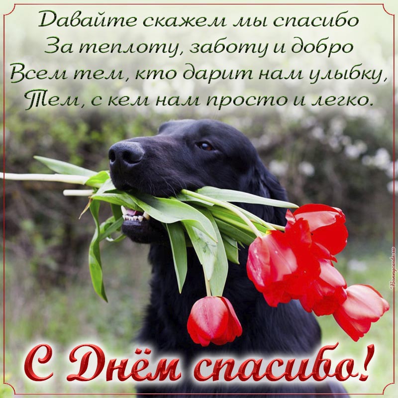 Открытка - стихотворение и собака с тюльпанами на День спасибо