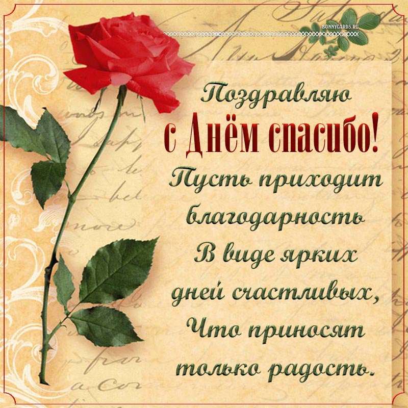Красивая картинка с красной розой на День спасибо