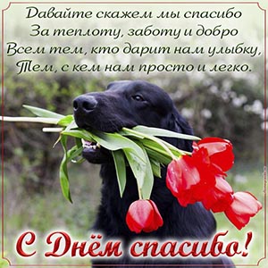 Стихотворение и собака с тюльпанами на День спасибо