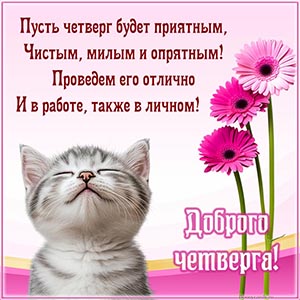 Кот, цветочки и классное пожелание для доброго четверга