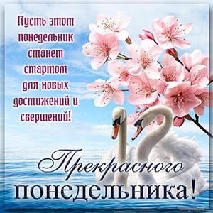 Супер открытка с лебедями для прекрасного понедельника