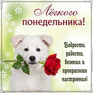 Картинка с собакой и цветком для лёгкого понедельника