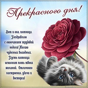 Электронная открытка с котом и цветочком на пятницу