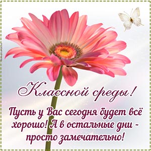 Красивый цветок, бабочка и пожелание классной среды