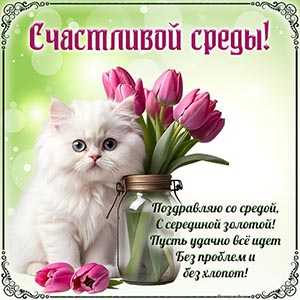 Киса и фраза - поздравляю со средой, с серединой золотой