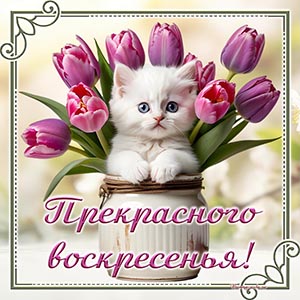 Котёнок, тюльпаны и фраза - прекрасного воскресенья