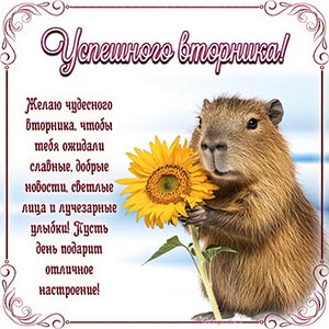 Открытка успешного вторника с капибарой и подсолнухом