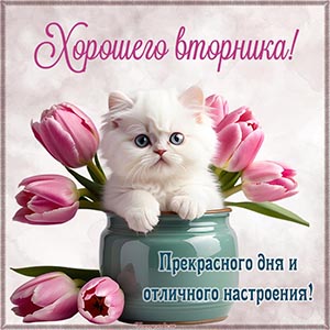 Картинка хорошего вторника с милым котом и тюльпанами