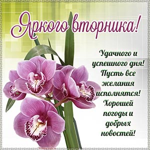 Орхидеи и надпись - яркого вторника, успешного дня