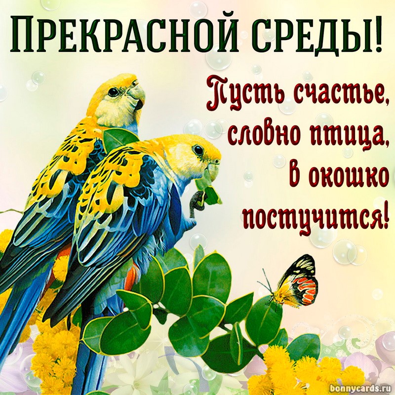 Картинка с попугайчиками и пожеланием прекрасной среды