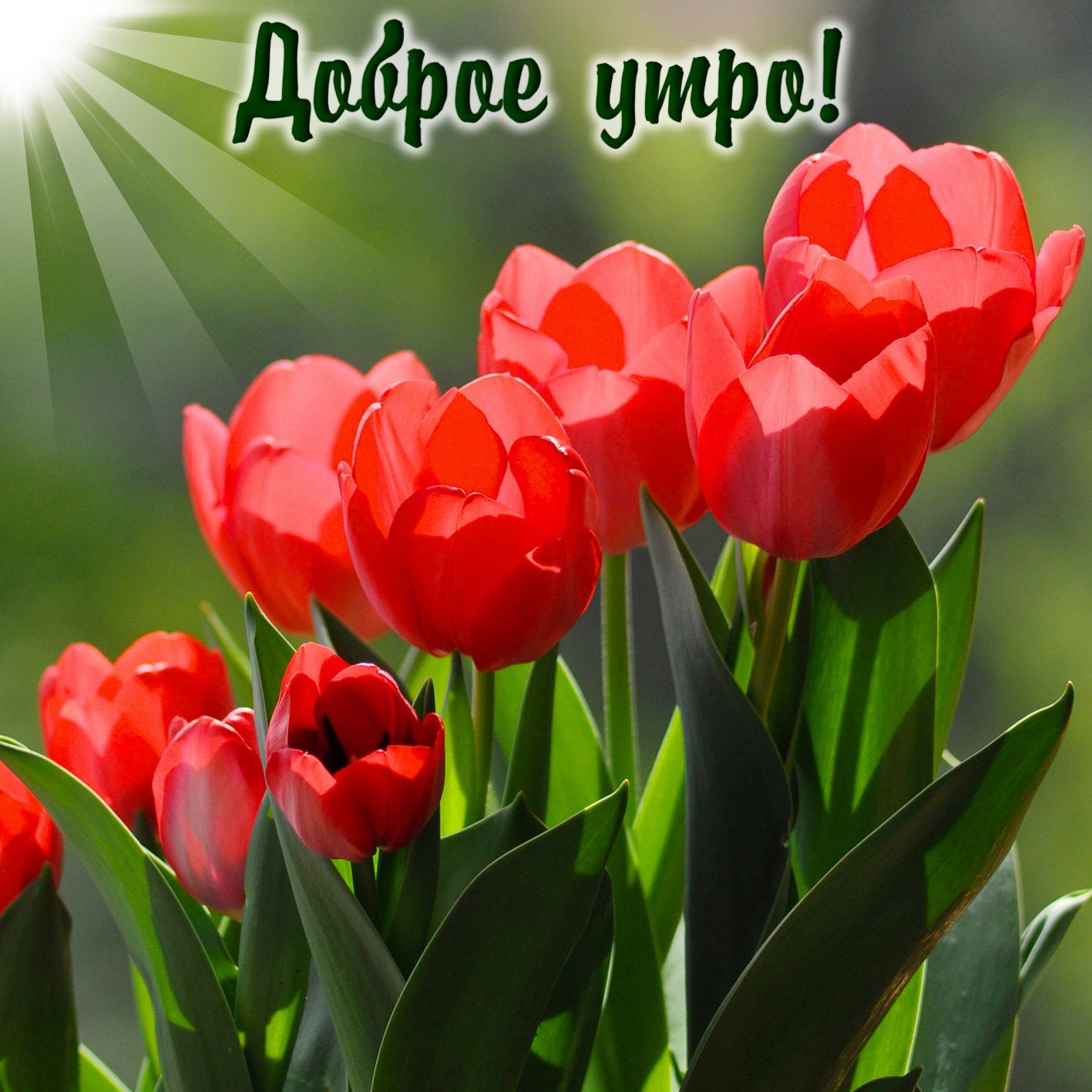 Картинка с красными тюльпанами с добрым утром