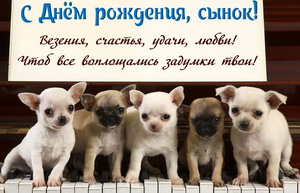 Милые собачки на клавишах пианино