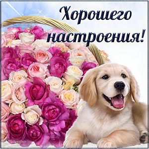 Славная картинка с забавной собакой, хорошего настроения