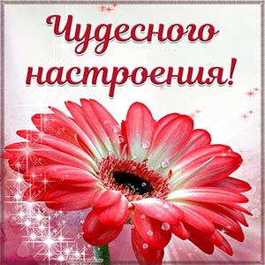 Очаровательный цветок и текст - чудесного настроения