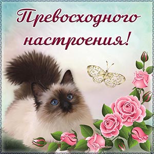 Супер картинка с кошкой, превосходного настроения