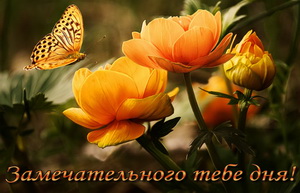 Бабочка над красивыми цветами