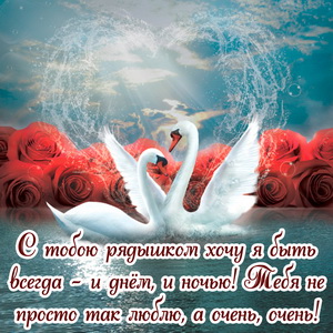 Картинка с лебедями на фоне красных роз