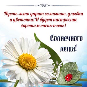 Цветок, божья коровка и пожелание солнечного лета