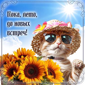 Кот, подсолнухи и надпись - пока, лето, до новых встреч