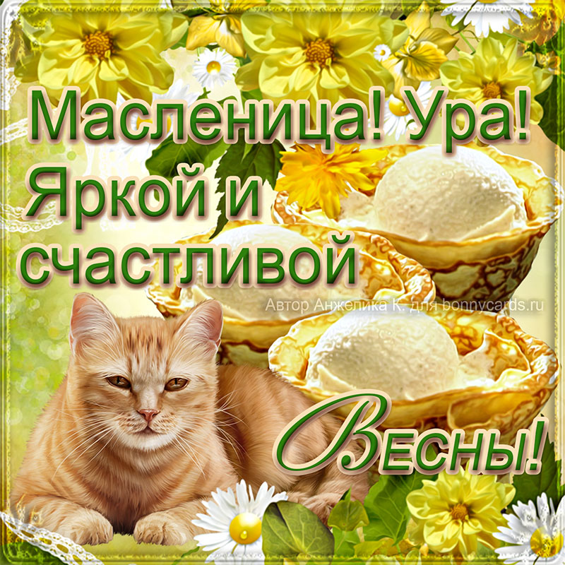 Красивая открытка на Масленицу с котиком и цветочками