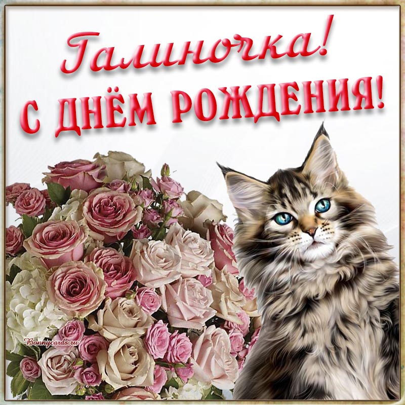 Классная открытка с котом Галиночке на день рождения