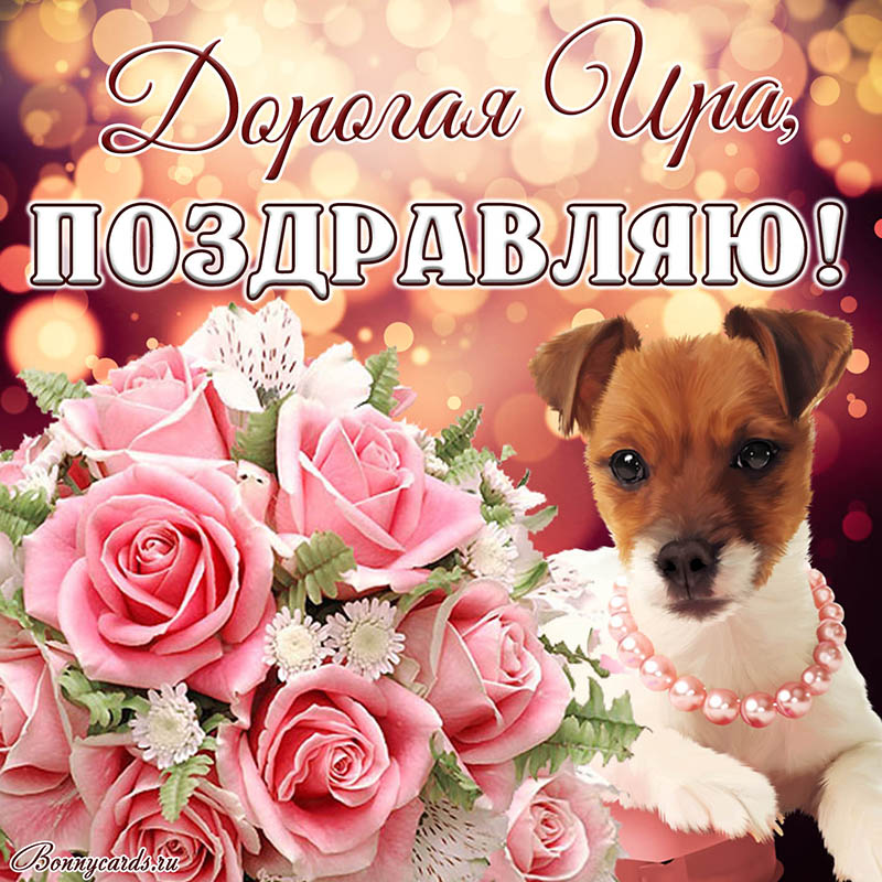 Открытка с поздравлением дорогой Ире с розами и собакой