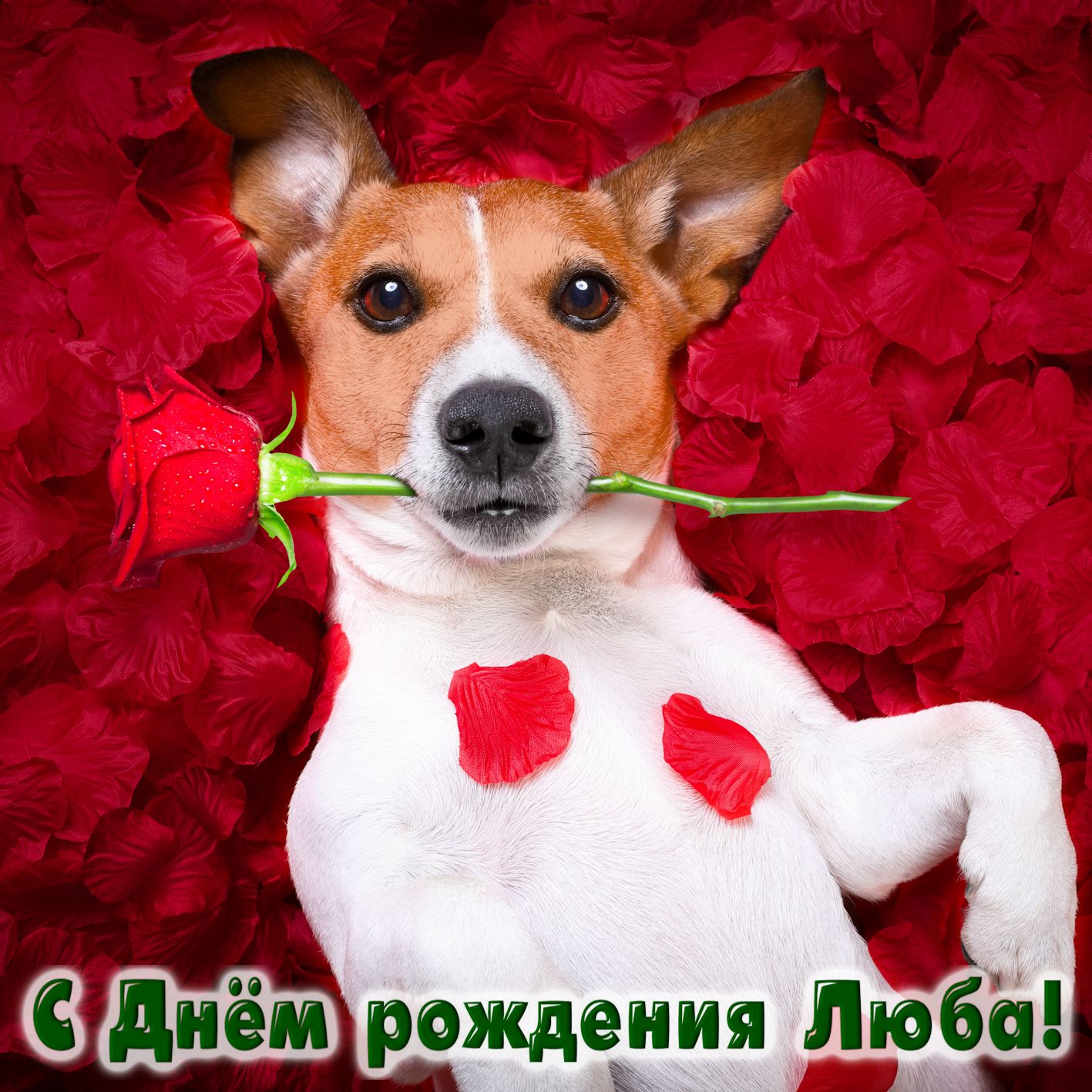 Открытка на День рождения Любе - собачка с розой на красных лепестках