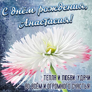 Картинка с белой хризантемой Анастасии на день рождения
