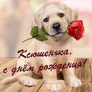 Прекрасная картинка с милым пёсиком и цветком Ксюшеньке