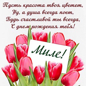 Шикарные тюльпаны и пожелание Миле быть счастливой