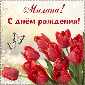 Яркие тюльпаны и поздравление с днём рождения Милане