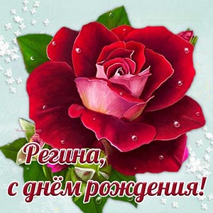 Картинка с шикарной розой на день рождения Регине
