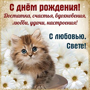 Картинка с котиком и белыми цветами Свете, с любовью