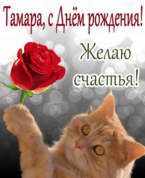 Красивый рыжий котик с красной розой