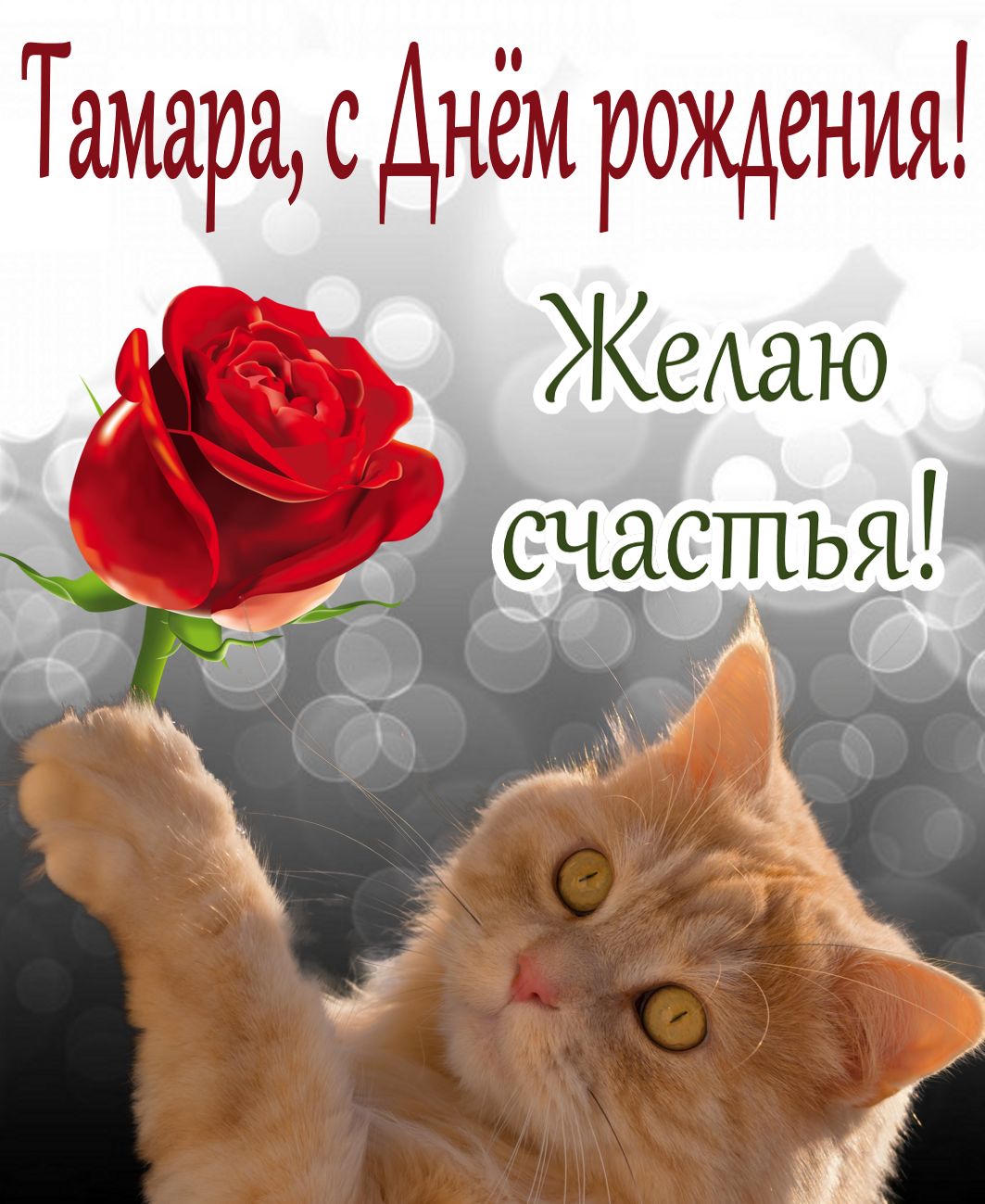 Открытка на День рождения Тамаре - красивый рыжий котик с красной розой