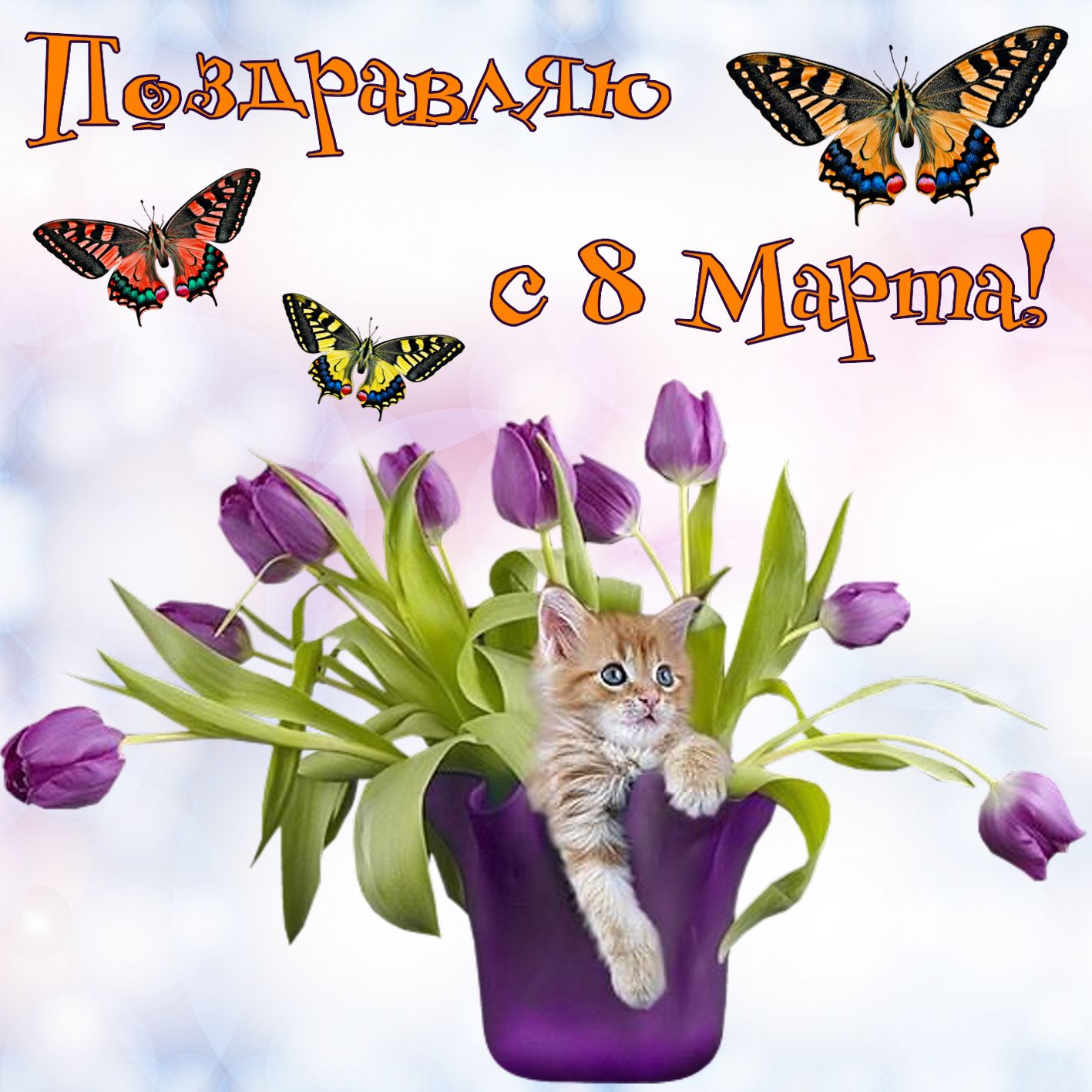 Котик в вазе с цветами на 8 марта