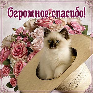 Шикарная открытка огромное спасибо с котом в шляпе