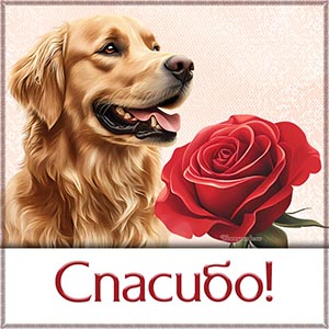Милая собака, цветок в рамочке и текст - спасибо