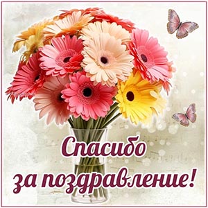 Картинка с герберами и бабочками, спасибо за поздравление